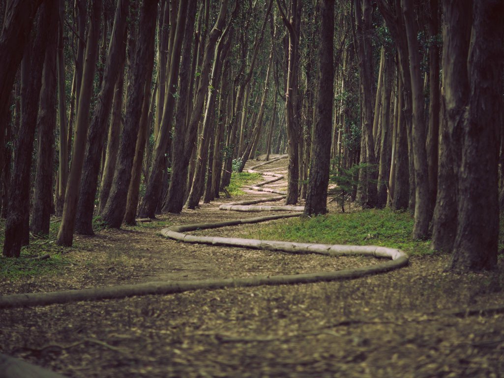 Repeating pattern of wood through forest path